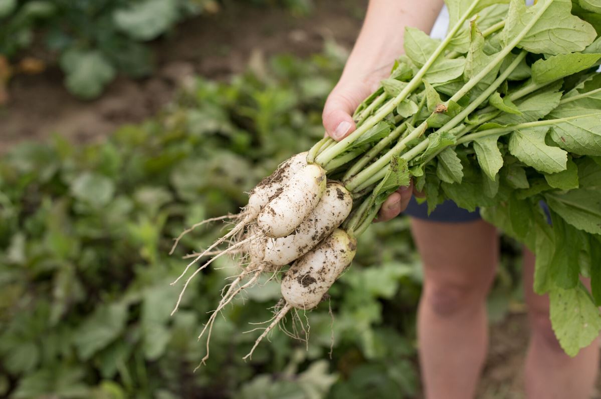 Mini Mak – Radish Seed